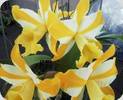 Rlc. Huayang Gold